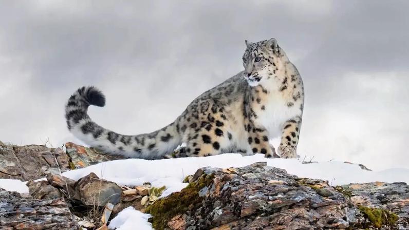 Discreto e silencioso, o leopardo-das-neves é raramente é visto na natureza