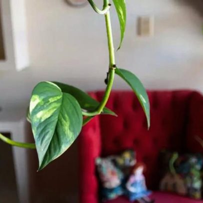Seis plantas para ter em casa e seus benefícios