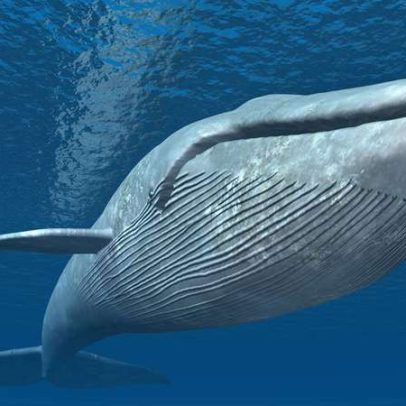 Baleias ajudam a mitigar aquecimento global ao retirar carbono dos oceanos