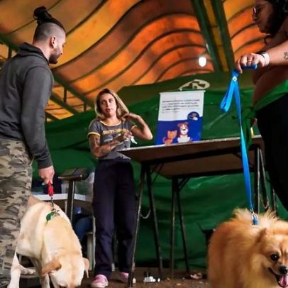 Porto Alegre abre 700 vagas para castração gratuita de cães e gatos