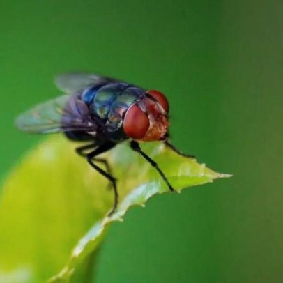 Adeus moscas: 13 plantas que repelem insetos sem pesticidas