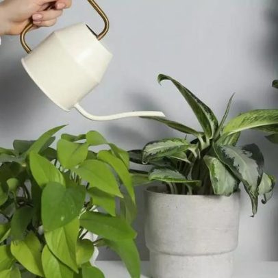 Especialista alerta: regar uma vez por semana é o maior erro que mata plantas