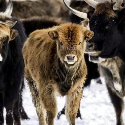 Experimento na Holanda transforma santuário de animais em campo de extermínio