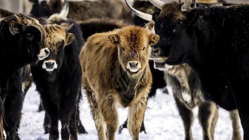Oostvaardersplassen é um dos projetos mais polêmicos — e inspiradores — de reintrodução da vida selvagem na Europa