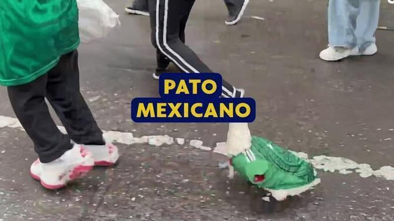 Pato com camisa do México passeia entre torcedores e viraliza