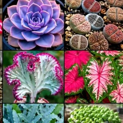 Plantas que parecem artificiais surpreendem pela semelhança