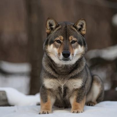 Shikoku: principais traços da raça canina japonesa