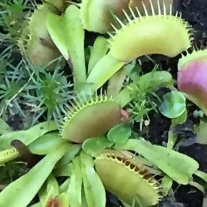 Planta carnívora surpreende cientistas, chamada de predadora inteligente