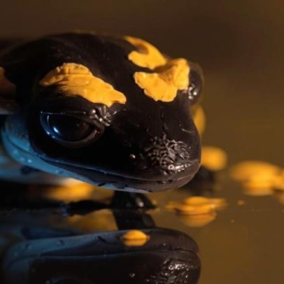 Salamandra-de-fogo exibe brilho fluorescente, surpreendendo cientistas