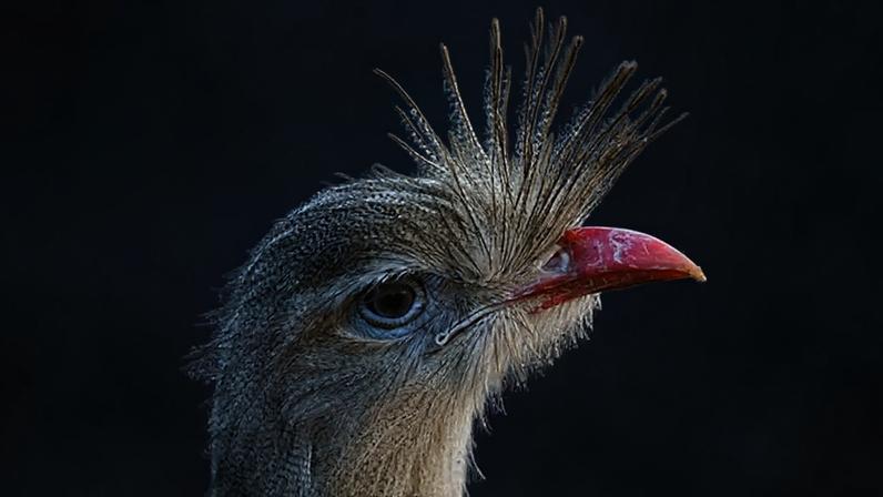 Animais exibem cristas chamativas com funções distintas