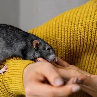 Ratos de estimação demonstram memória, empatia e aprendizado