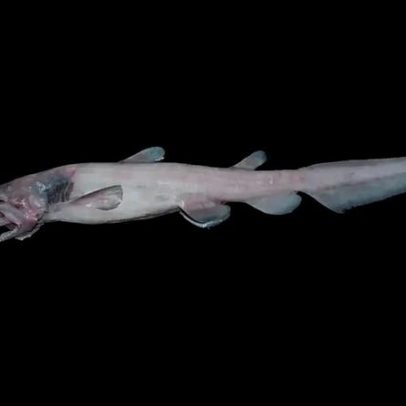 Tubarões-duende raríssimos são flagrados pela primeira vez em habitat natural