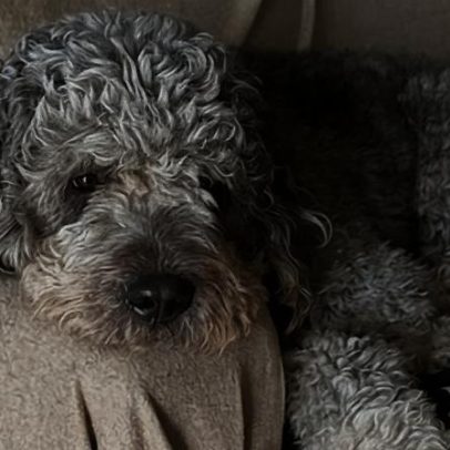 Líderes de LA apoiam investigação sobre morte de cão de dois anos por polícia