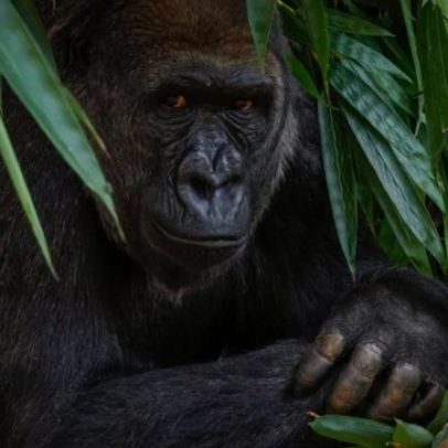 Gorila briga com parceira em zoológico; pose de arrependido vira meme