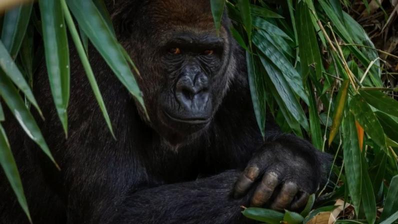 Um vídeo hilário do gorila após uma briga de casal com sua parceira em um zoológico virou meme. Descubra as reações mais engraçadas da web