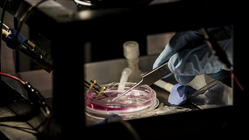 Laboratório de Neurociência da UFRJ; instituição é um dos expoentes nacionais de pesquisa na área