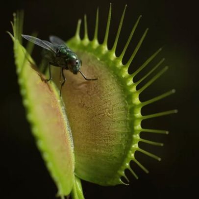 Como as plantas carnívoras fecham tão rápido? A ciência explica