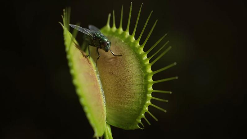 Uma mosca verde pousada na folha aberta de uma planta carnívora, com espinhos verdes afiados ao redor da borda