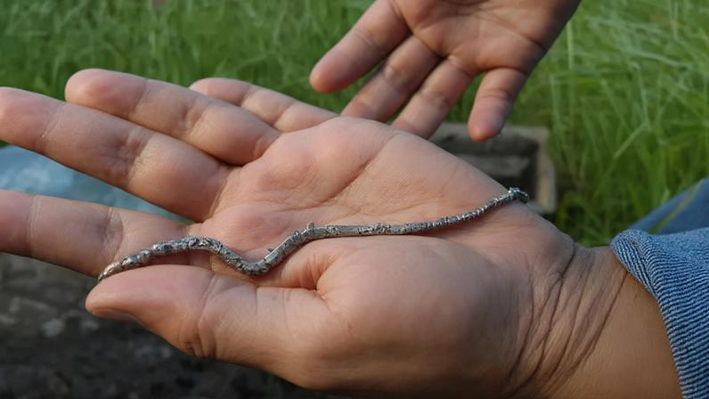 Novas espécies de minhocas são encontradas no interior de São Paulo
