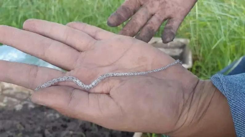 Duas novas espécies de minhocas foram descobertas na Fazenda Canchim, sede da Embrapa Pecuária Sudeste, em São Carlos, no interior do estado de São Paulo.
