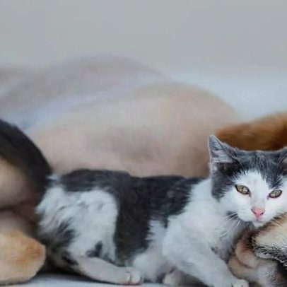 Como acostumar cachorro com gato: métodos eficazes verificáveis