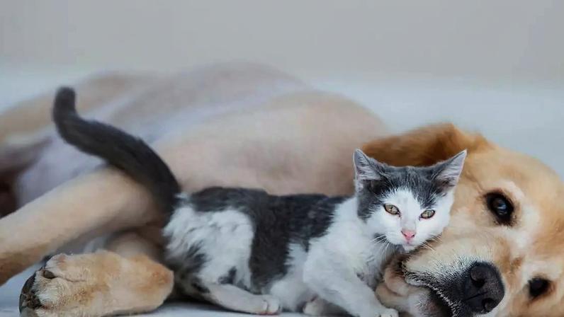 Como acostumar cachorro com gato