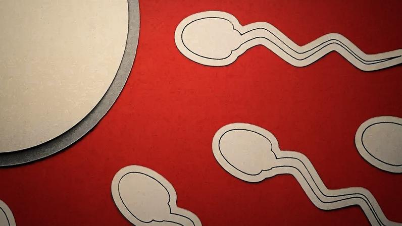 Fundo vermelho com ilustrações brancas de espermatozoides em direção a um óvulo