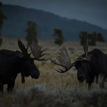 Oito curiosidades sobre os alces, gigantes das florestas