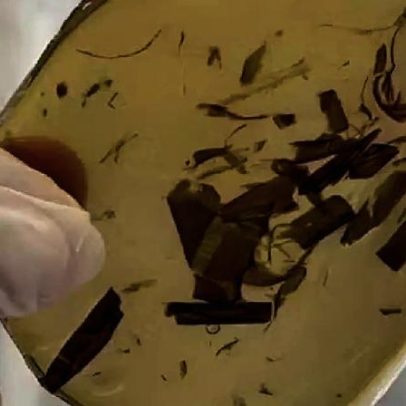 Estudantes gaúchos criam curativo de babosa e camomila que some em 48h