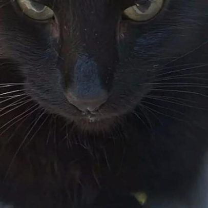 Amon-Rá: tutora luta para salvar seu pet em crise renal