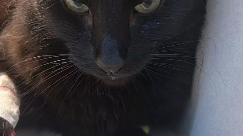 Amon-Rá: A luta de uma tutora para salvar seu pet em crise renal