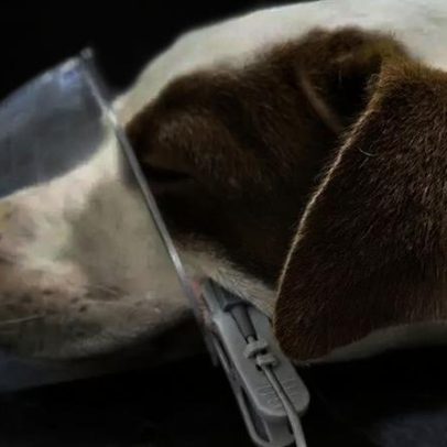 Cachorra atropelada precisa de socorro em resgate