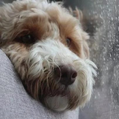 Por que os cães suspiram? Entenda os motivos desse comportamento