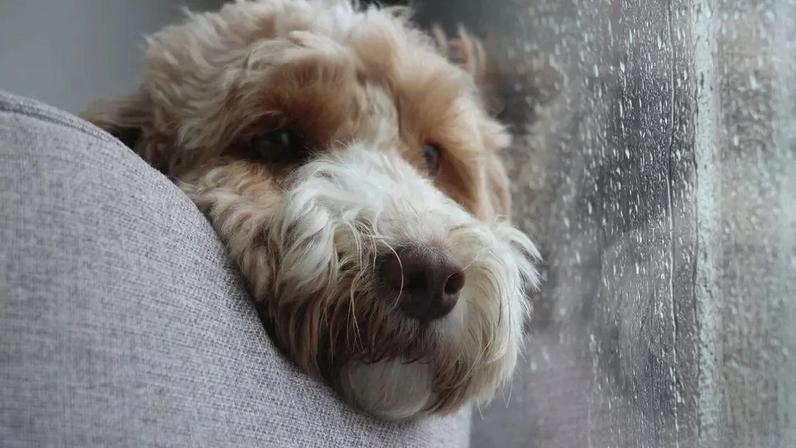 Veja o motivo pelo qual os cachorros suspiram