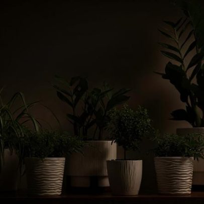 Plantas que não morrem: 5 espécies ideais para quem não tem tempo de regar