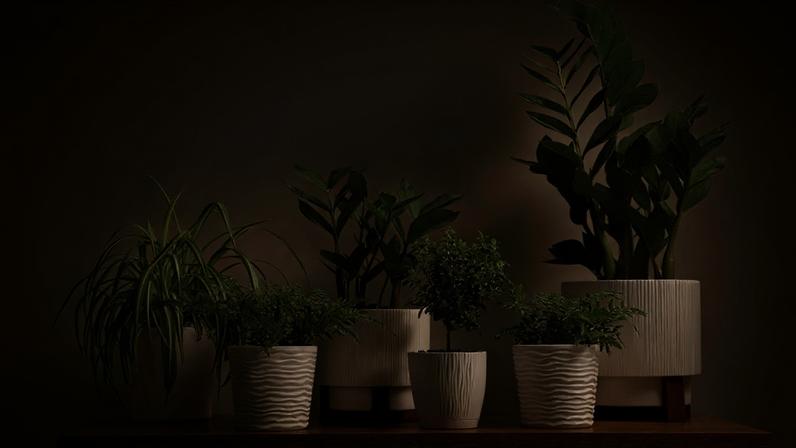 Espécies resistentes são ideais para quem quer ter plantas em casa sem precisar regar com frequência