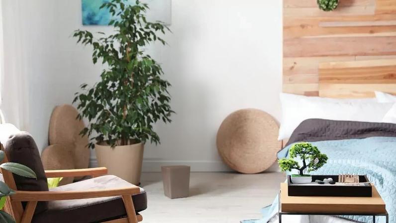 Plantas que melhoram sono e saúde com evidências