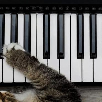 Música como terapia: sons influenciam comportamento de cães e gatos