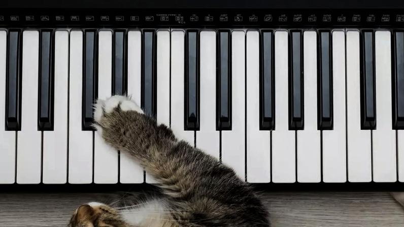 Músicas com ritmo constante e poucas variações bruscas tendem a criar um ambiente mais previsível e relaxante para cães e gatos – depositphotos.com / ok277