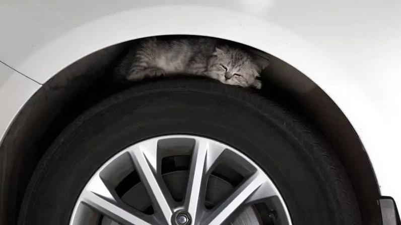 Descubra por que bater no capô do carro antes de dar a partida no frio é fundamental. Entenda o perigo para os animais de rua e saiba como prevenir acidentes
