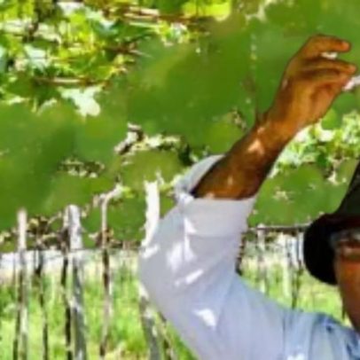 Cidade do Sertão de Pernambuco lidera produção de uvas e exportações