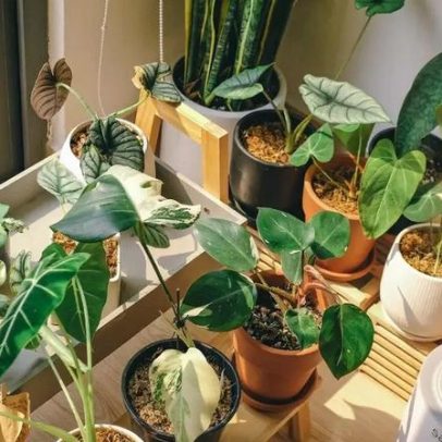 Cinco plantas que ajudam a refrescar a casa nos dias quentes