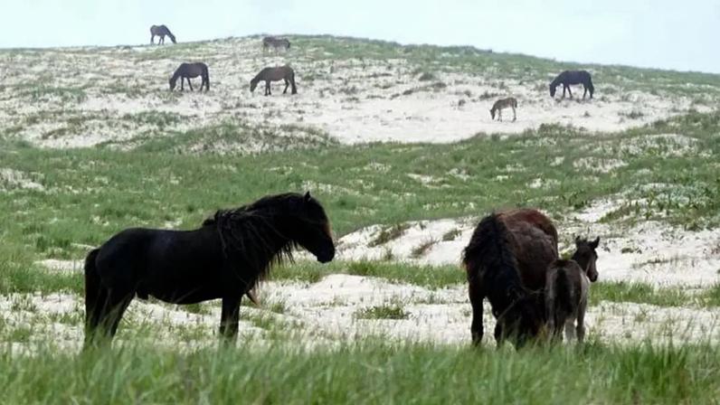 Cavalos selvagens da Ilha Sable são diferentes dos demais