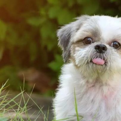Expectativa de vida do Shih Tzu e fatores que influenciam a longevidade