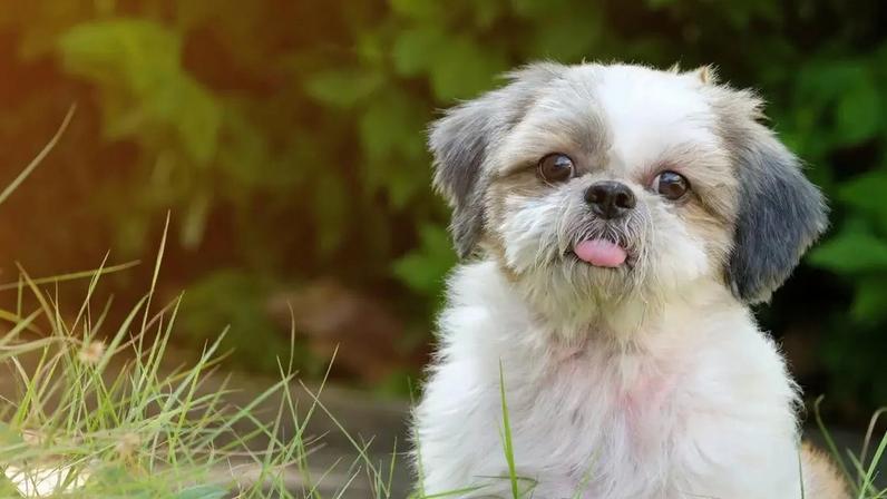 Entenda quais fatores influenciam a longevidade da raça Shih Tzu