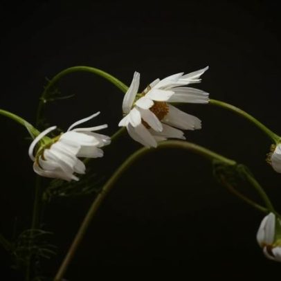 Por que algumas plantas crescem tortas? A ciência explica