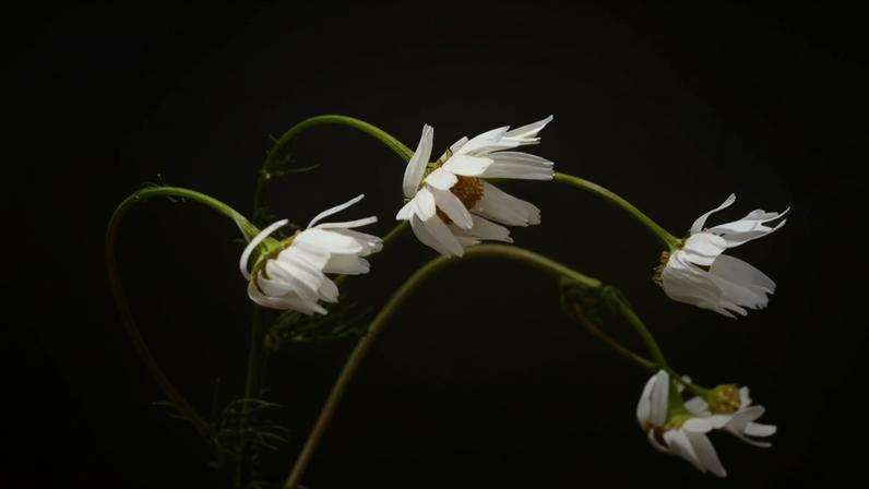 Algumas plantas crescem inclinadas por causa da busca natural por luz e adaptação ao ambiente