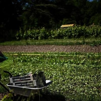 Kiwi rende mais que a vinha no Bordeaux em crise, diversificação difícil