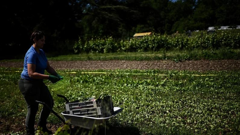 Kiwi rende mais que a vinha no Bordeaux em crise, diversificação difícil