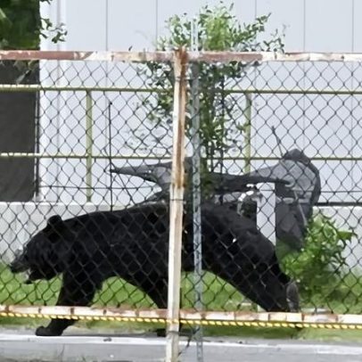 Urso japonês extremamente inteligente ataca quatro pessoas e continua foragido